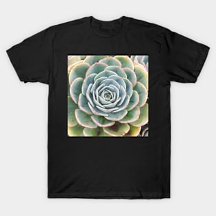 Plant print, Cactus print, Succulent, Scandinavian print, Trendy print, Styled, Pillow, Modern art, Wall art, Print, Minimalistic, Modern T-Shirt